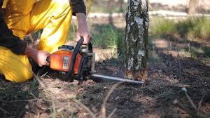 Leaf Removal in Glenn Heights, TX