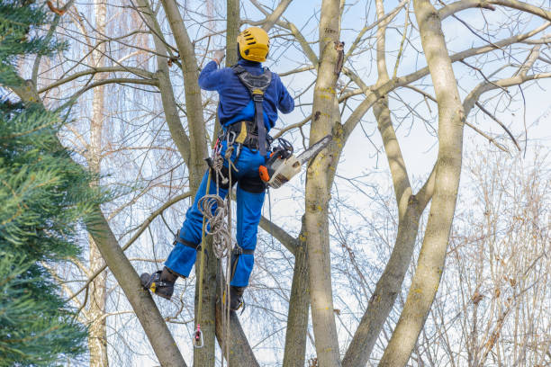 How Our Tree Care Process Works  in  Glenn Heights, TX