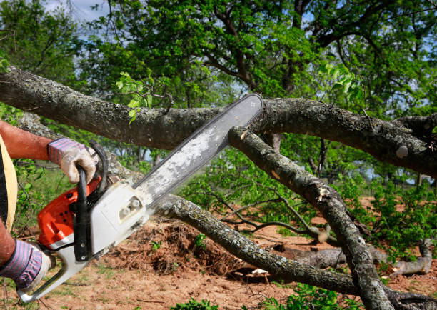 Trusted Glenn Heights, TX Tree Care Services Experts